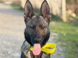 Shelby Canine