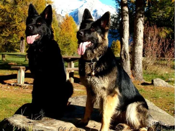 Des Étoiles de Shalyna