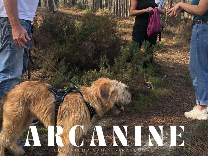 seance de mantriling dans une foret alsacienne