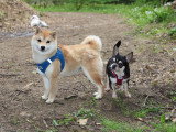 kokoro, femelle MAMESHIBA adulte et MOSHI notre chihuahua