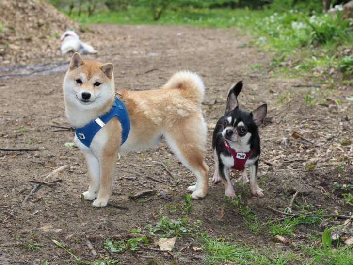kokoro, femelle MAMESHIBA adulte et MOSHI notre chihuahua