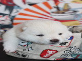 chiot Mameshiba blanc crème