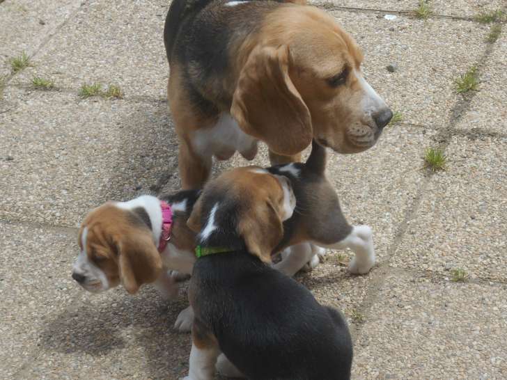 Des Ronciers Pourpres