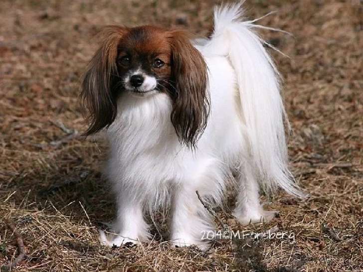 Du Mas de l'Ensoleihado