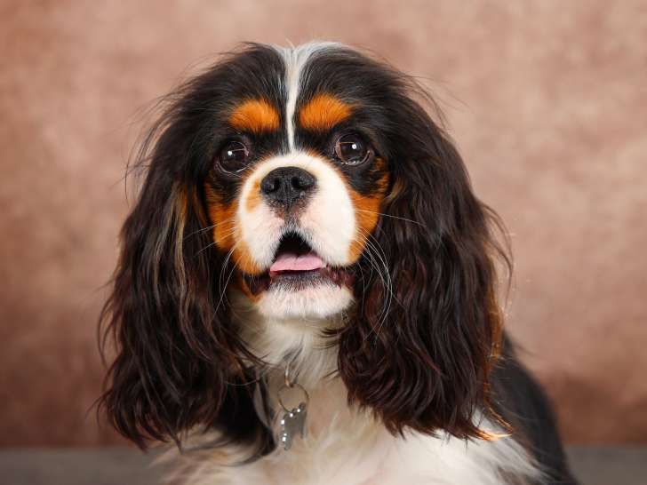 Of Beauties the Isle