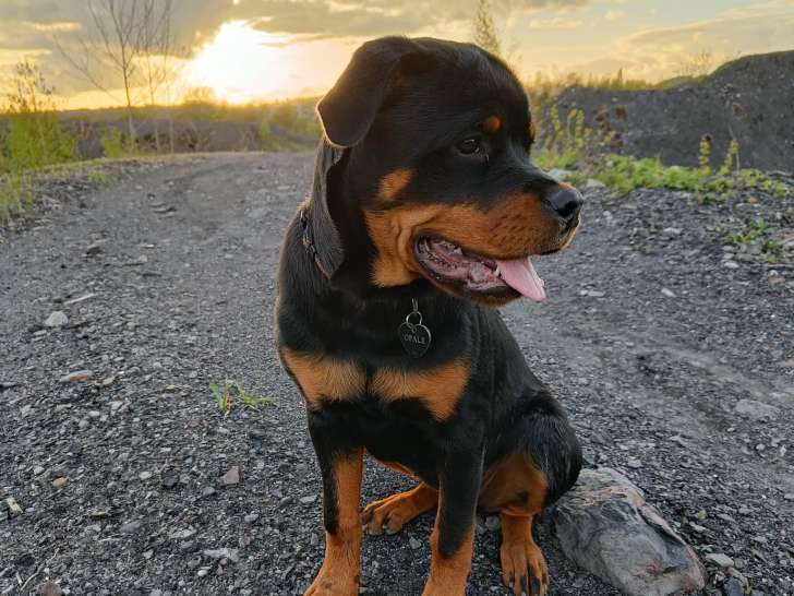 Educateur comportementaliste canin