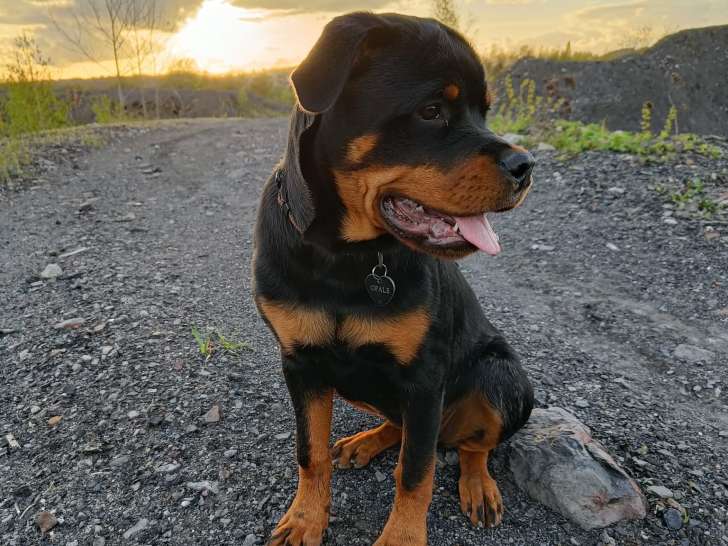 Educateur comportementaliste canin