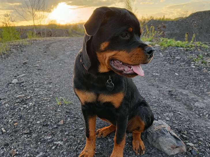 Educateur comportementaliste canin