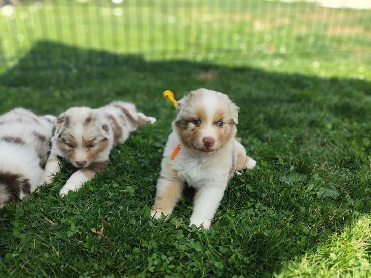 Domaine des Charbons Ardents