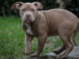 Breizh Bully Kennel