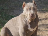 Breizh Bully Kennel