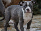 Breizh Bully Kennel