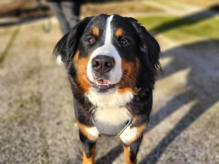 Domaine des Charbons Ardents