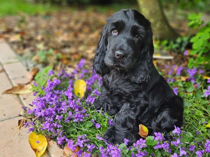 Quat'Pattes Attitude