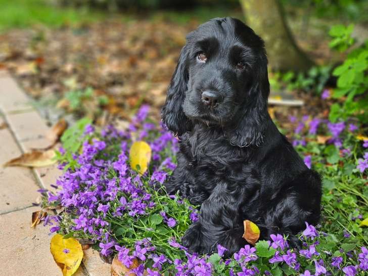 Quat'Pattes Attitude