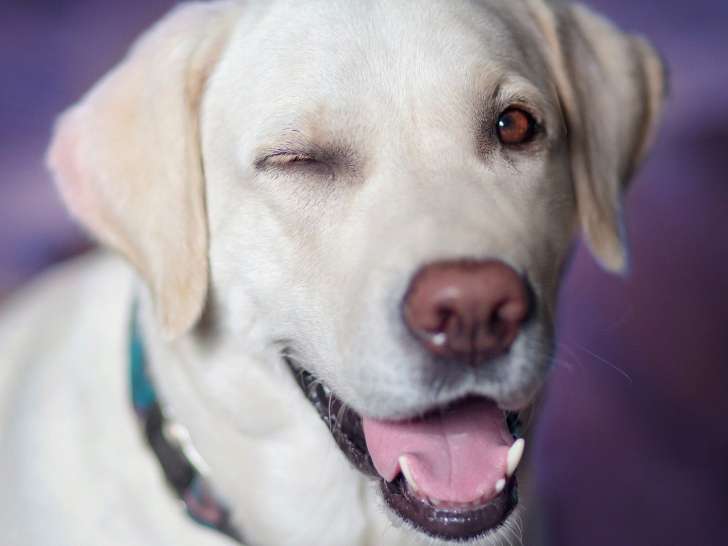 Pawsitive Dog Training