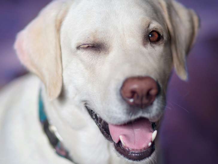 Pawsitive Dog Training