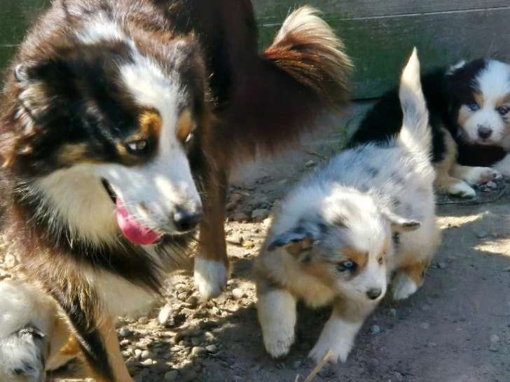 Du Domaine des Mandets