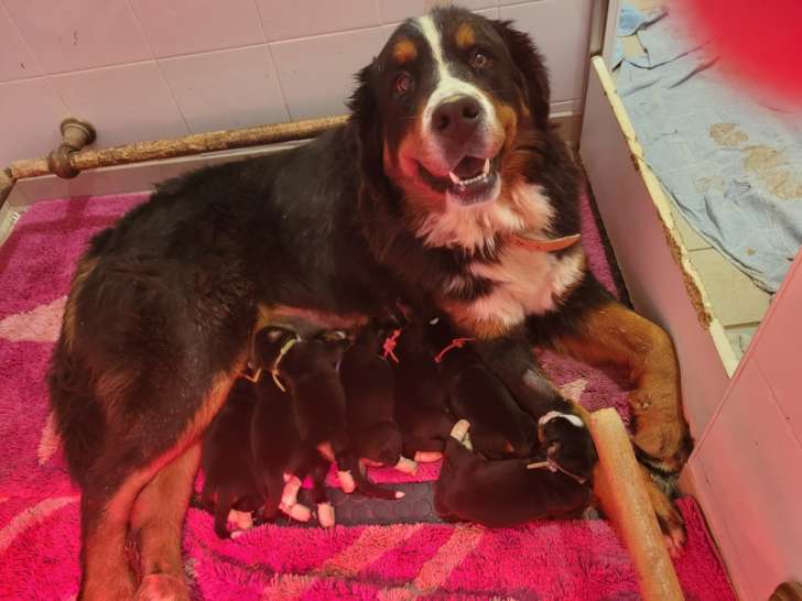 Du Mas de la Fermine