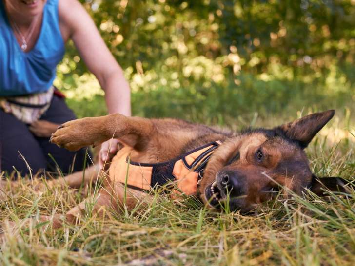 La truffe à l'oreille