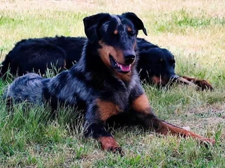 Des Crocs du Vivarais