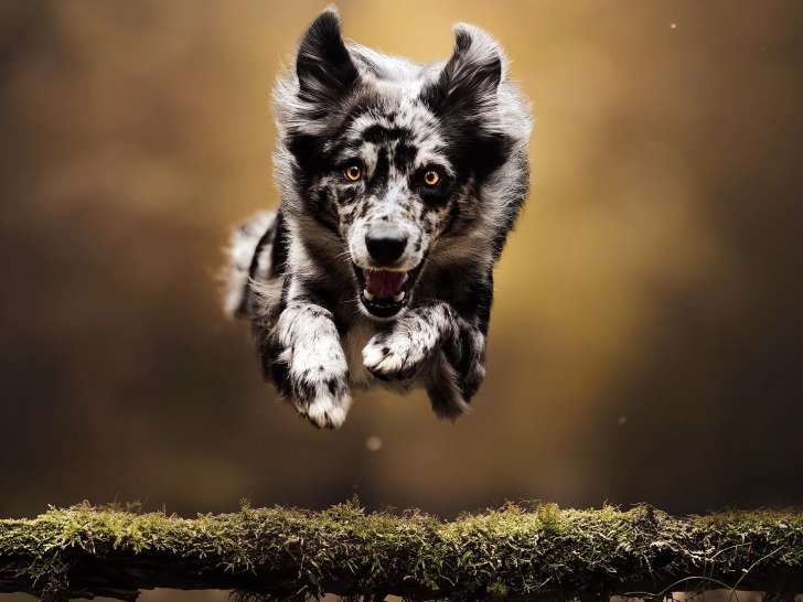 Camille Chevalier Studio