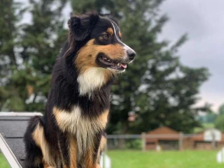 De l’Énergie en Folie