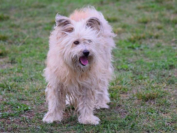 Les Visites de Poppy