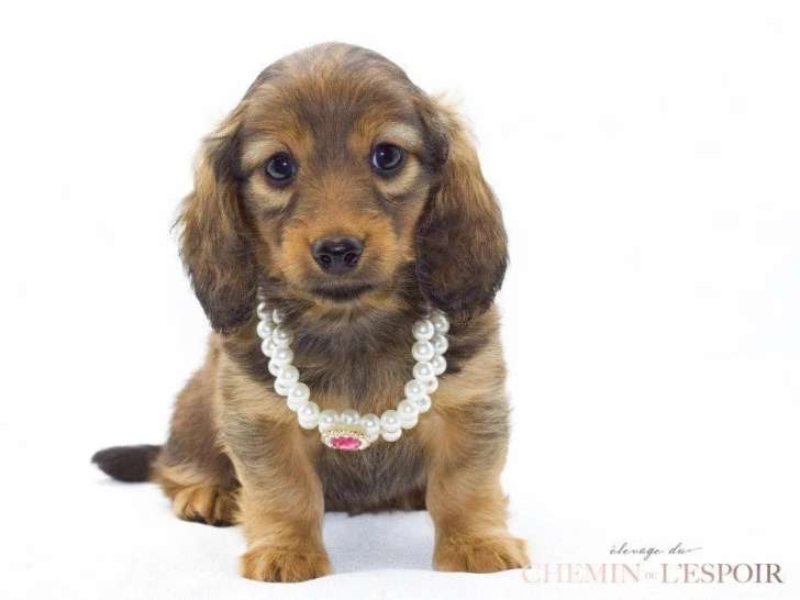 Du Chemin de l'Espoir