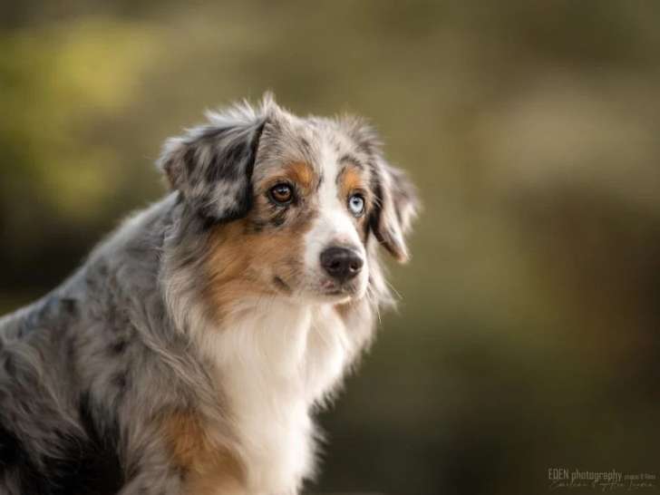 Du Pays des Galapiats