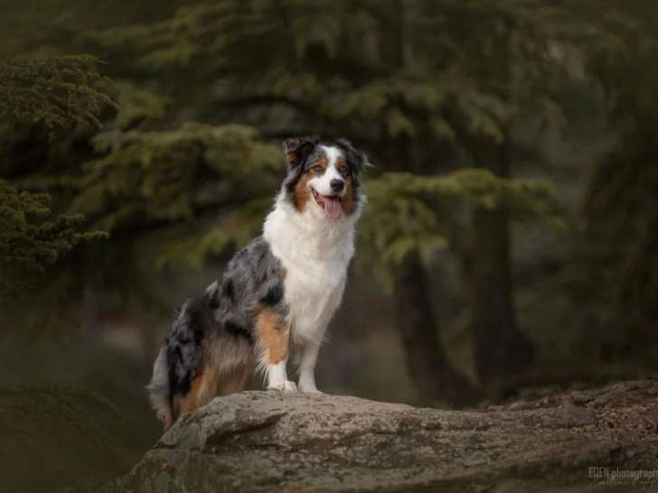 Du Pays des Galapiats