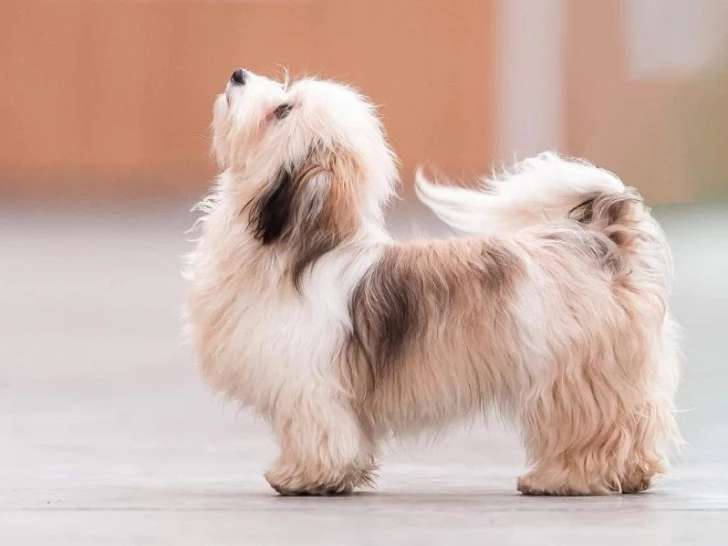 De la Cascade Saint Nicolas