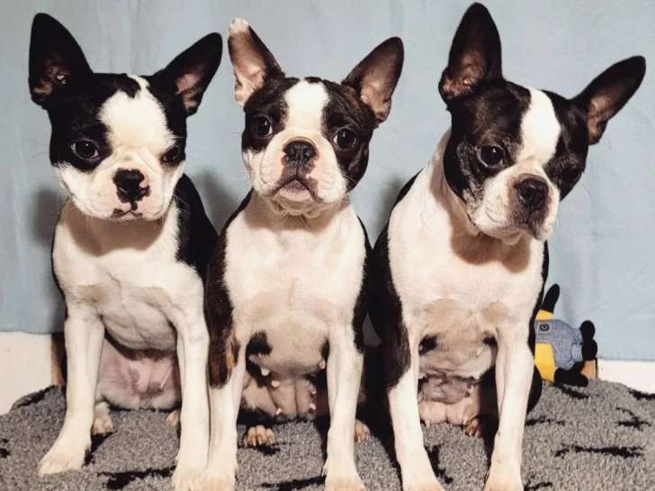 Des Préludes Du Chassignolan