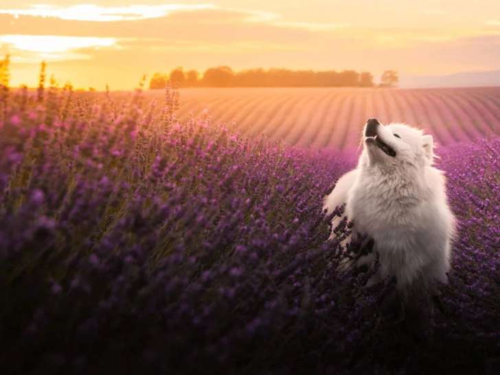 Le Studio de Tartine 