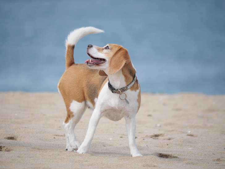 La Gamelle de Collette