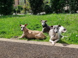 Sieste dans le jardins