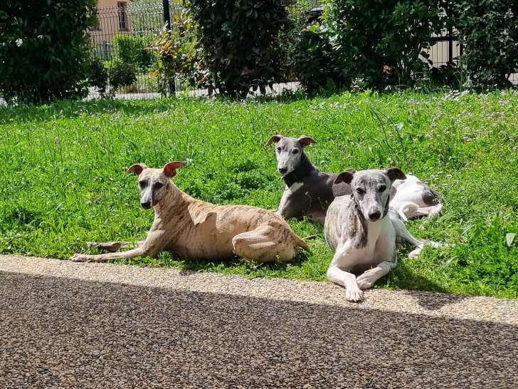 Sieste dans le jardins