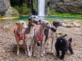 Randonée avec nos chiens