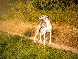 Nexus Whippet