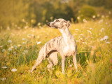 Désire Whippet