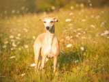 Ural Whippet