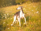 Mylord Whippet