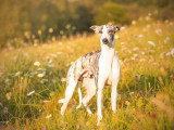Victus Whippet
