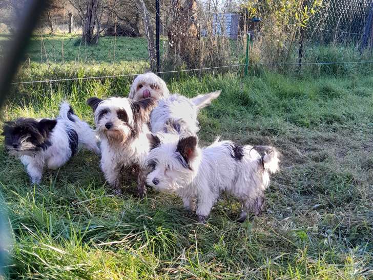 photo de famille Biewer