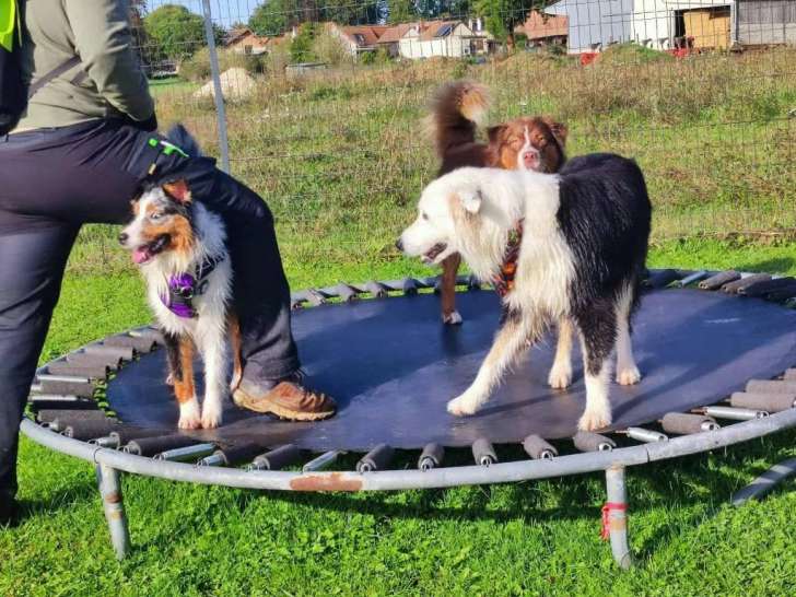 Trampoline pour les chiens au Parc de l'Aure.