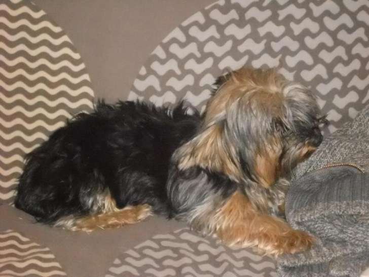 Le monde des animaux 89