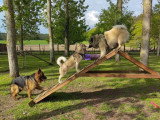 The Free Dog Club