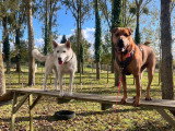 The Free Dog Club