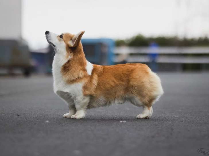 Des Romarins de Mayerling