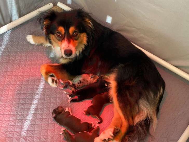 De la Terre de Fidja